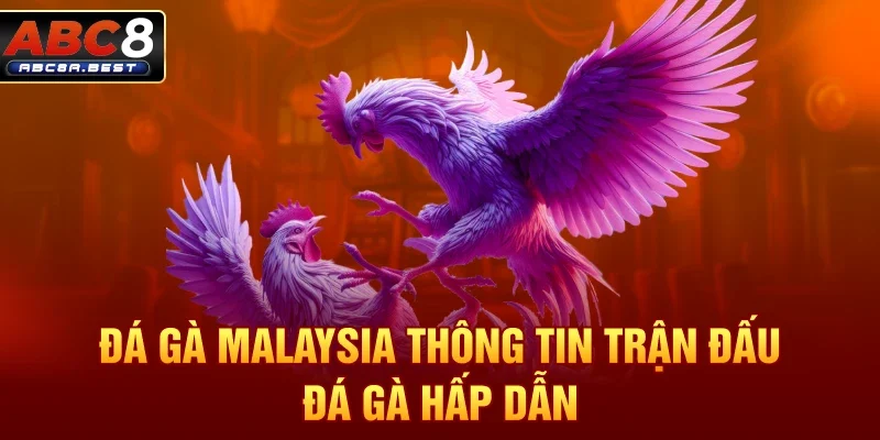 Đá gà Malaysia – Thông tin trận đấu đá gà hấp dẫn